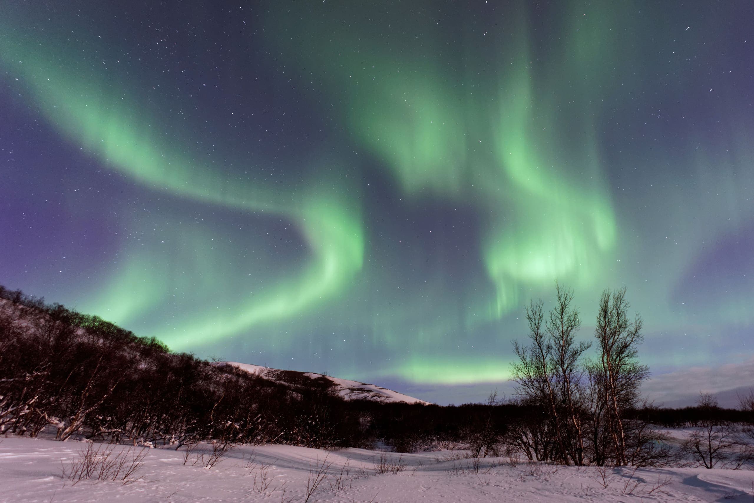 Green northern lights curling across a starry night sky above snow-covered birch scrub in Iceland